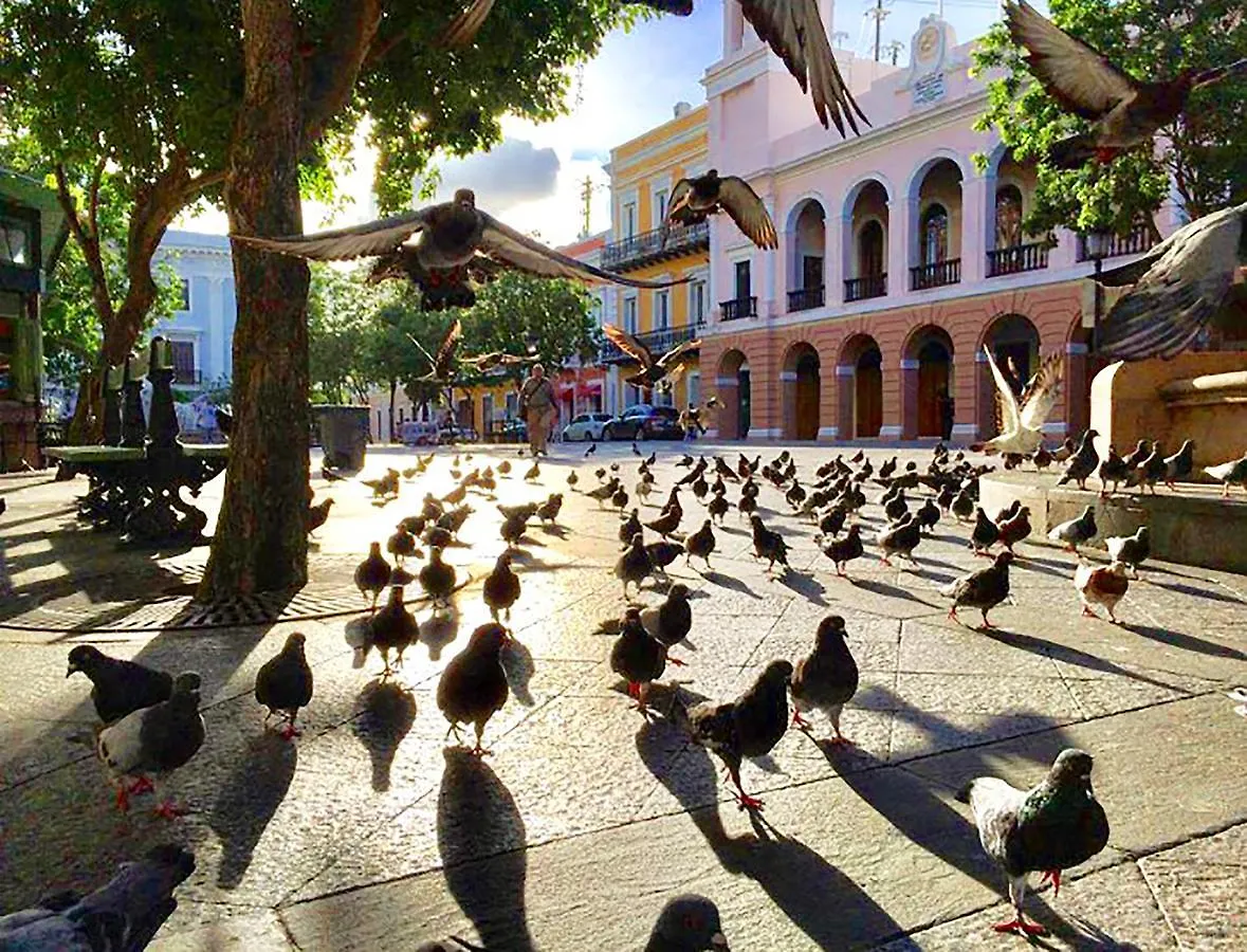 Navona Studios Guest House San Juan 2*,  Puerto Rico